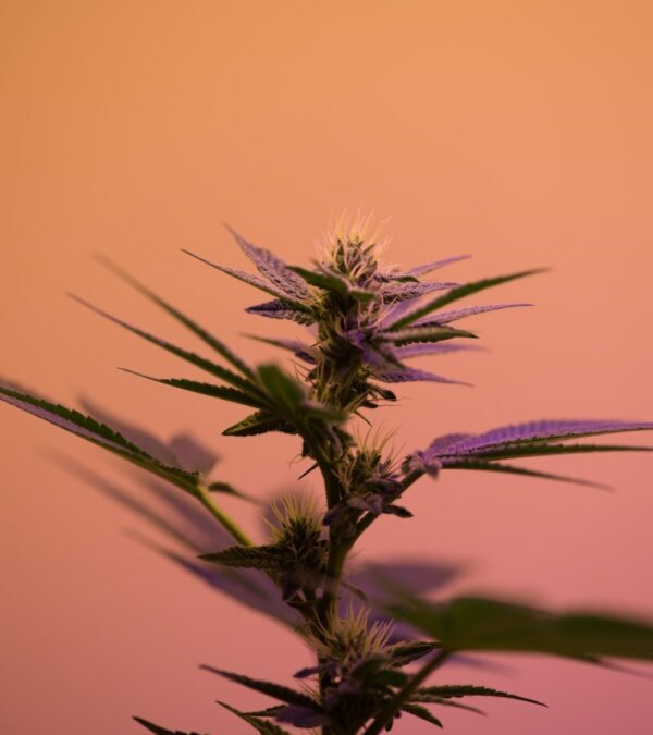 Quelles sont les fleurs qui soignent ?