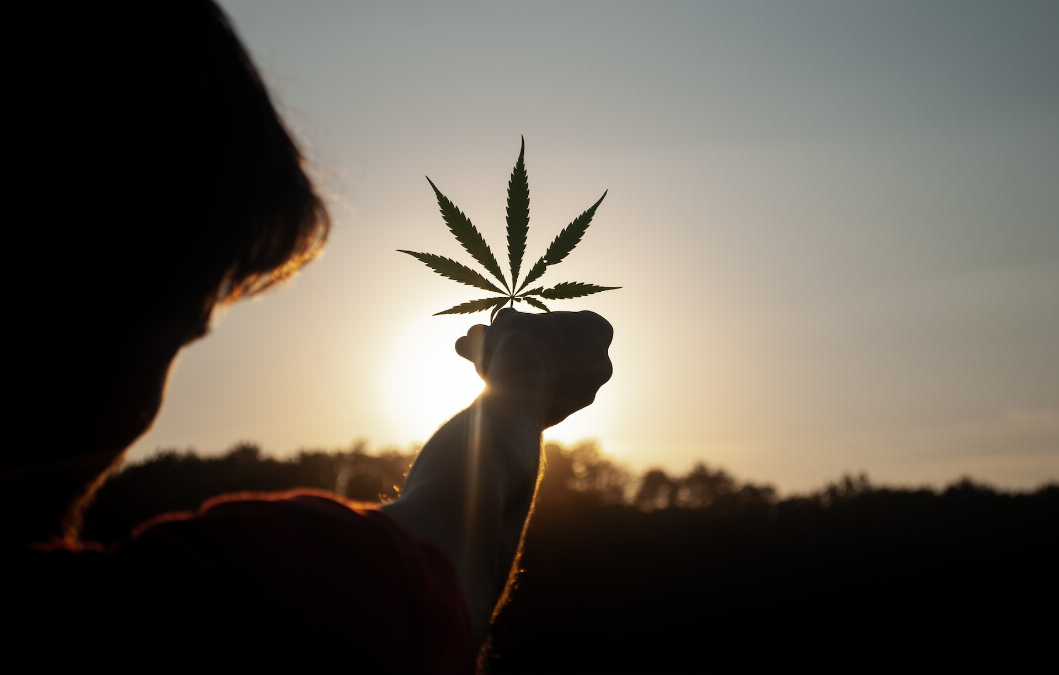Le CBD vs le HHC : quelles differences entre ces plantes medicinales populaires ?